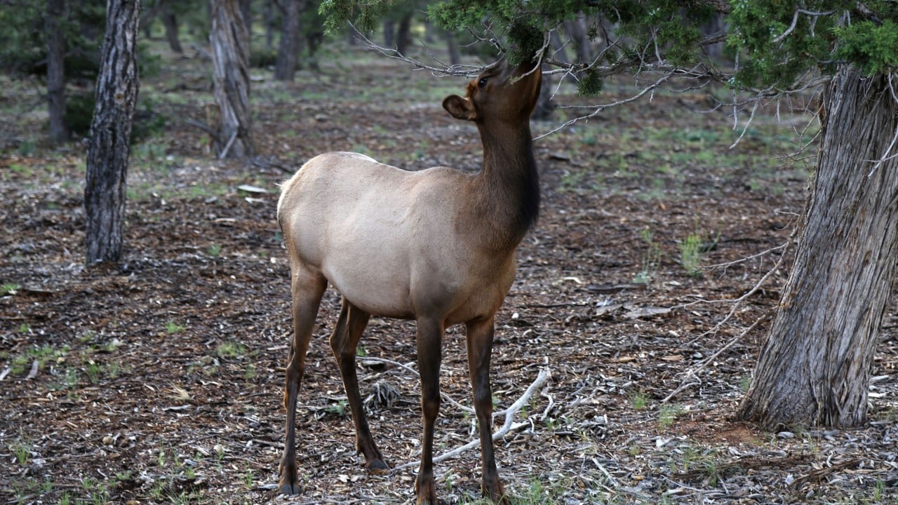 Feeding at South Rim.