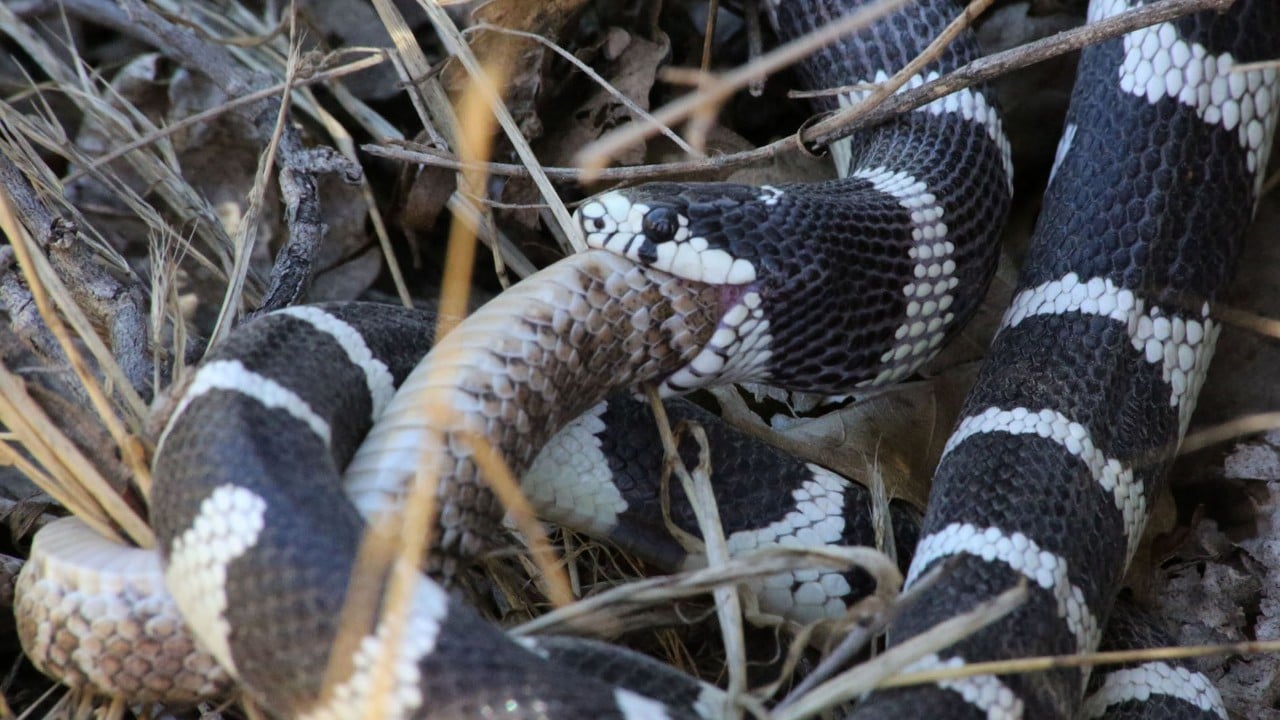 California kingsnake.