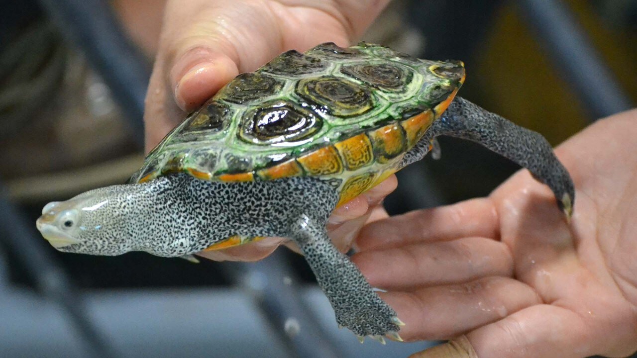 Terrapin at the Phillips Wharf Environmental Center