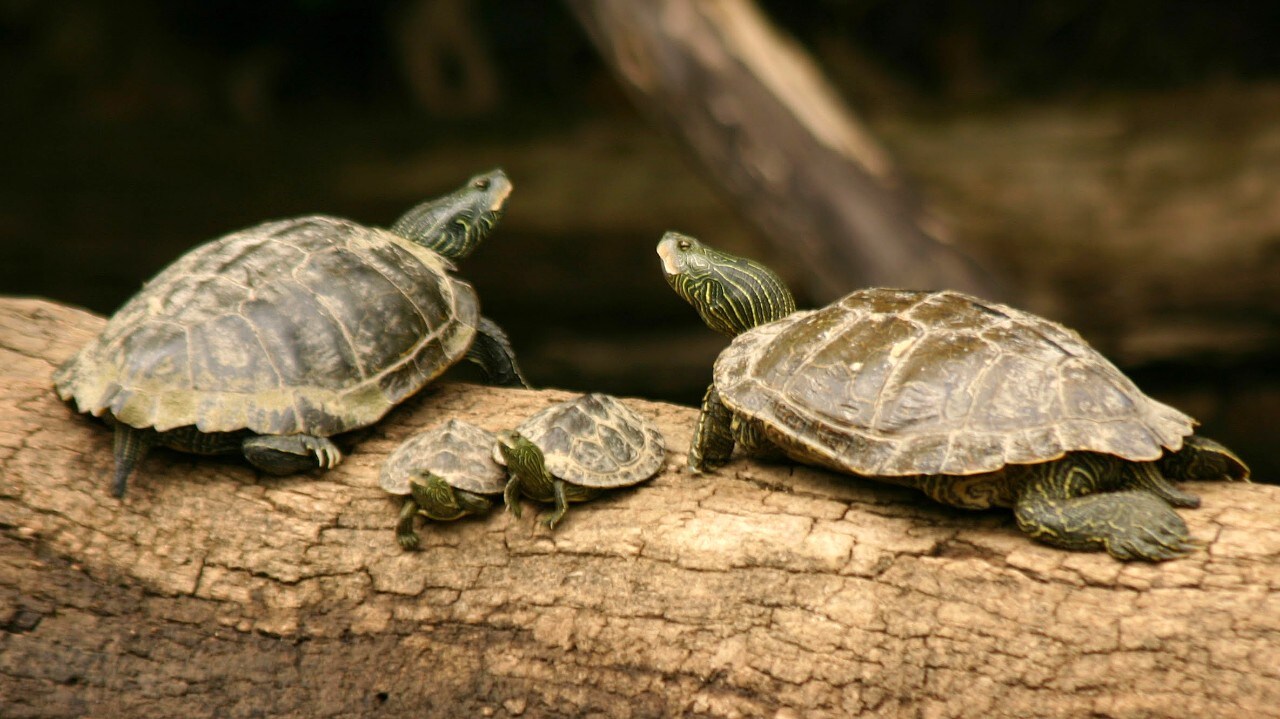 Turtles basking in the sun at water's edge are a common sight on an Ozark float.