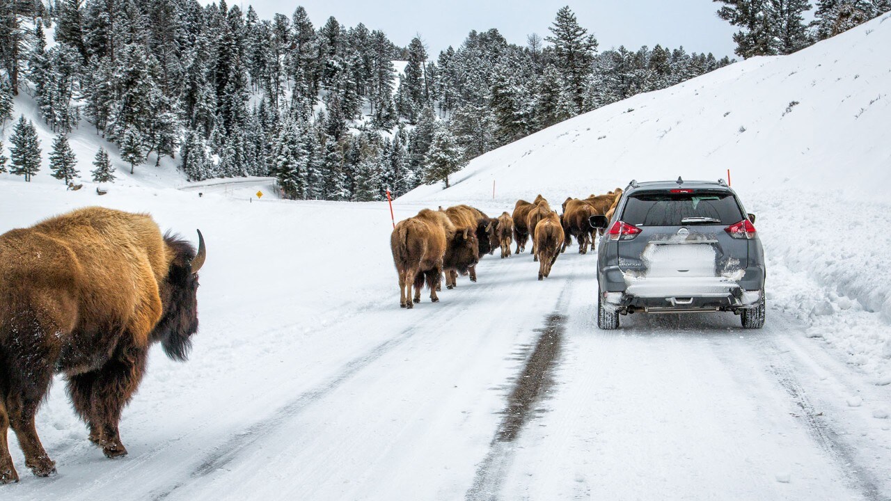 Bison walk along a road in Yellowstone National Park.