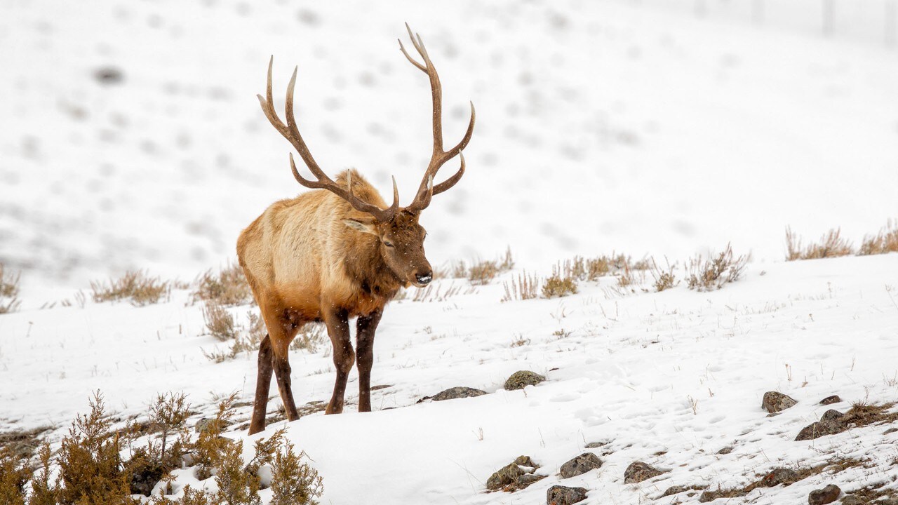 A bull elk strolls through the Lamar Valley.