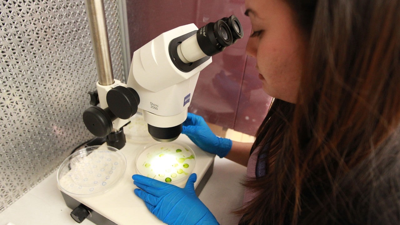 Mujer que mira en un microscopio