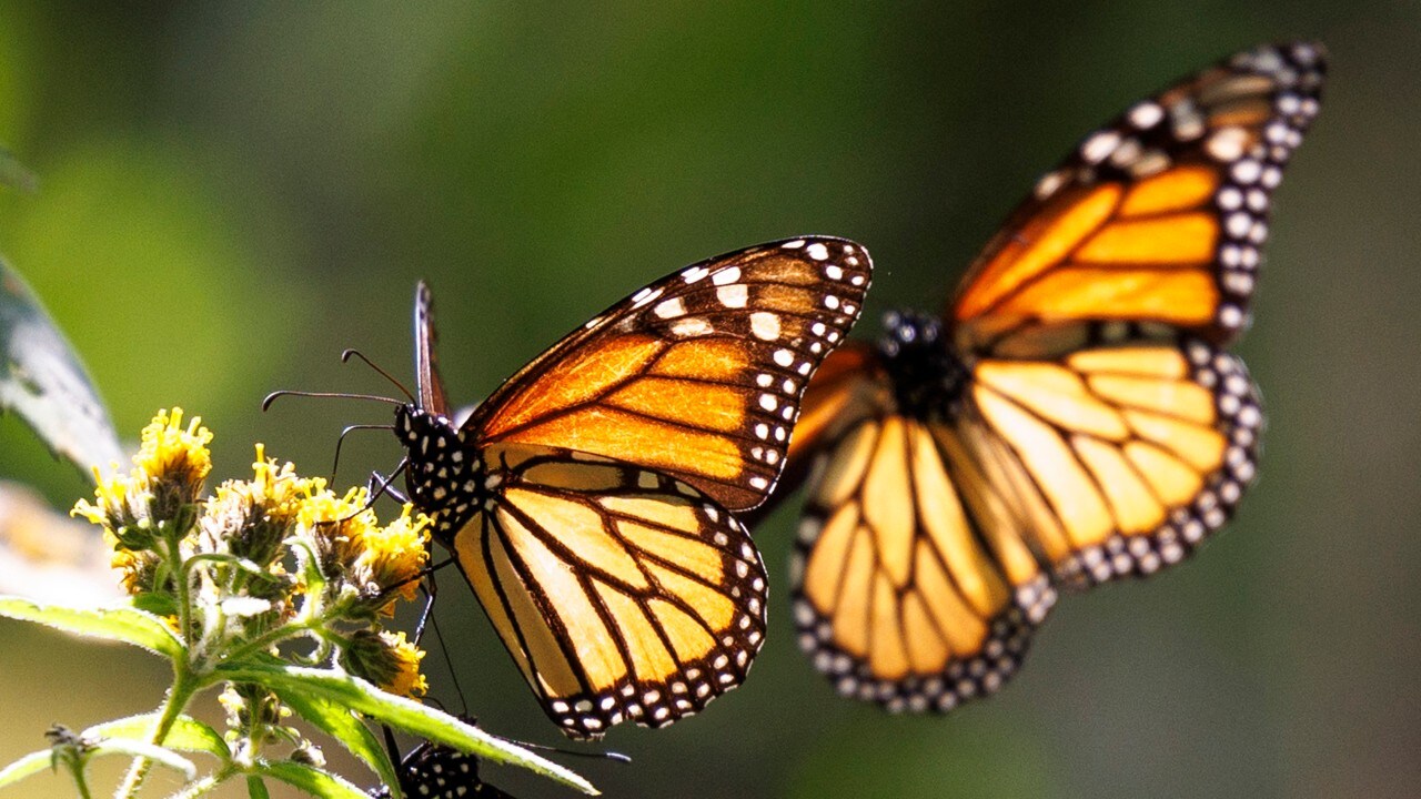 After their 3,000 mile migration from Canada to the highlands of Mexico, monarch butterflies feed on flowers at Piedra Herrada.