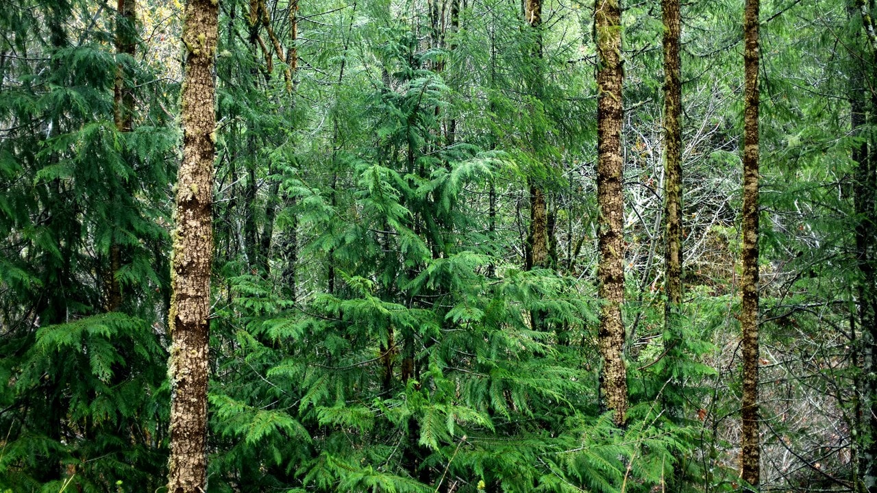 Redwood trees in California