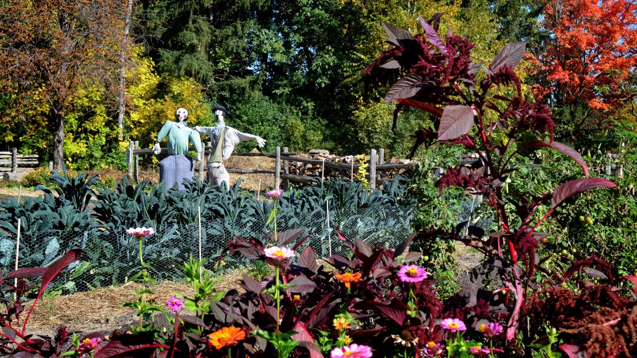 Garden with scarecrows at Black Creek