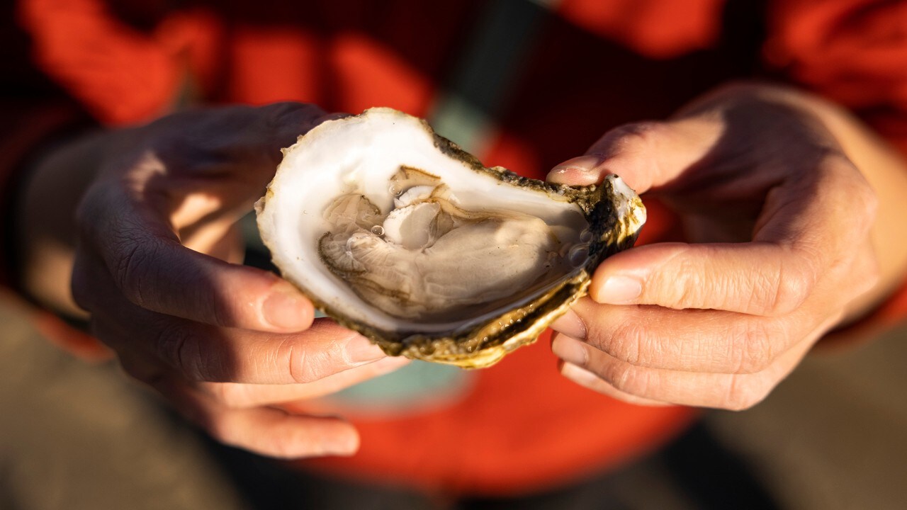 Tammy admires a freshly shucked oyster.