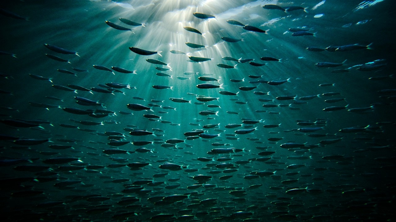 Fish swim in the shallow waters around Isla Danzante.