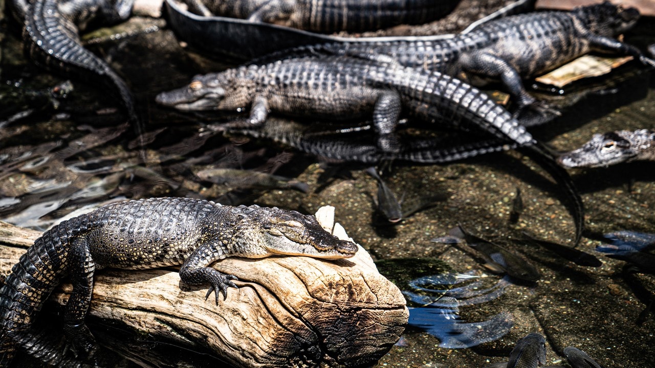 The Colorado Gators Reptile Park also features tortoises, iguanas and snakes.