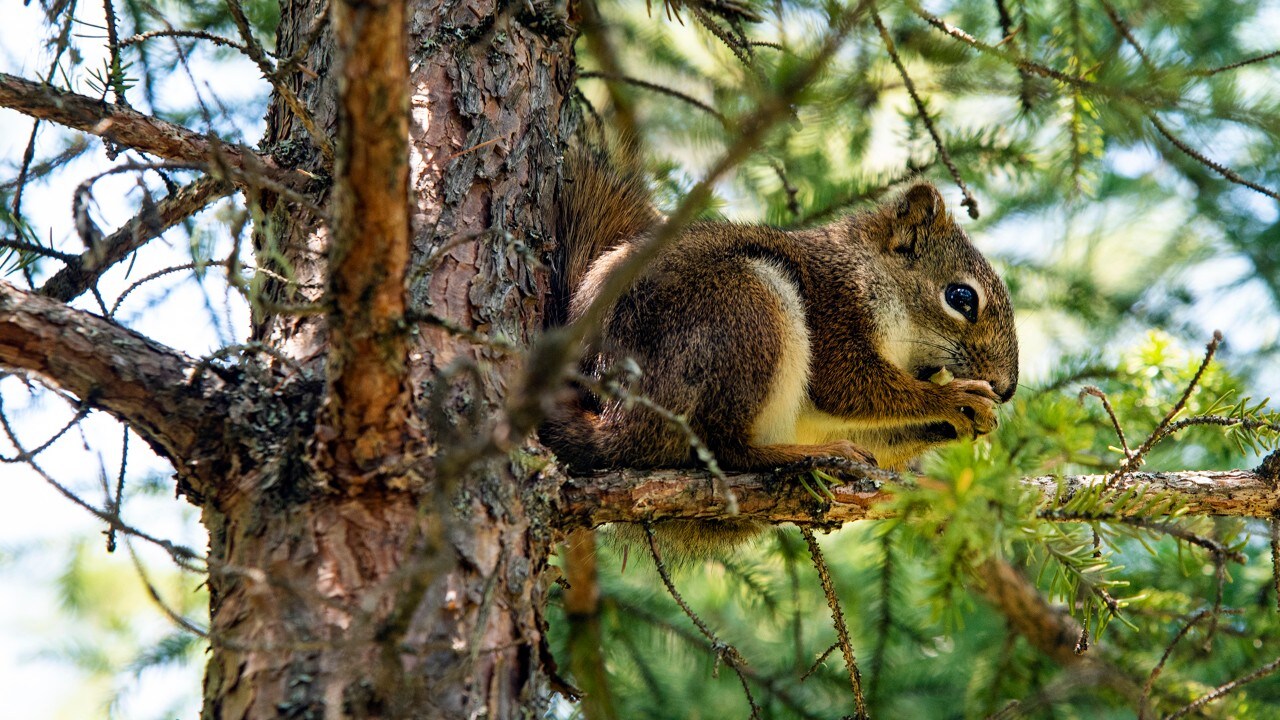 A red squirrel stops to eat.