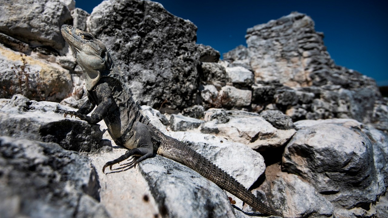 An iguana perches on the Mayan ruins at El Rey archeological site in Cancun.