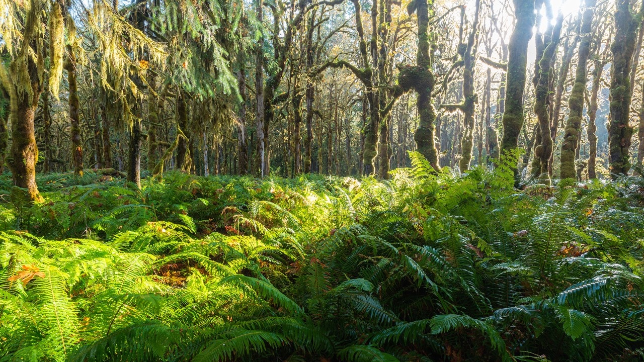 Rays of sunshine beam through the Quinault Rain Forest.