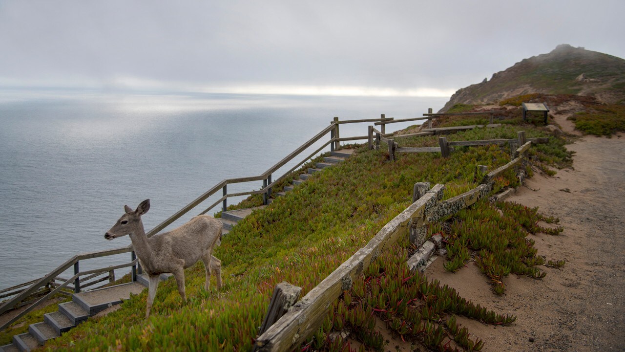 A deer wanders at Point Reyes National Seashore. 