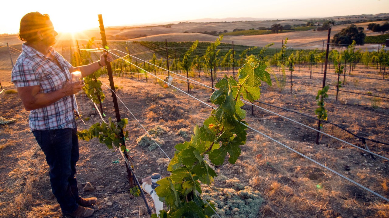 Jan Pierini surveys her vinyards at Pierini Family Winery, outside Paso Robles, California.