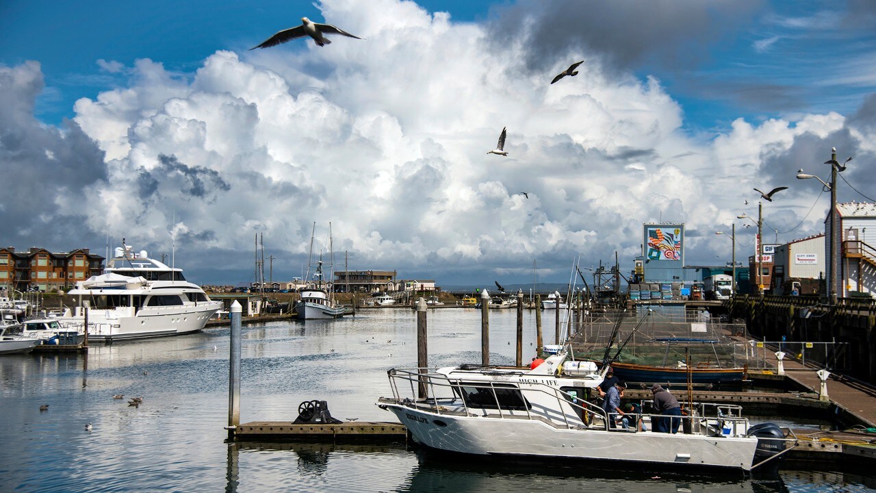 Fishers offload fresh-caught salmon at Westport, Washinton's marina.