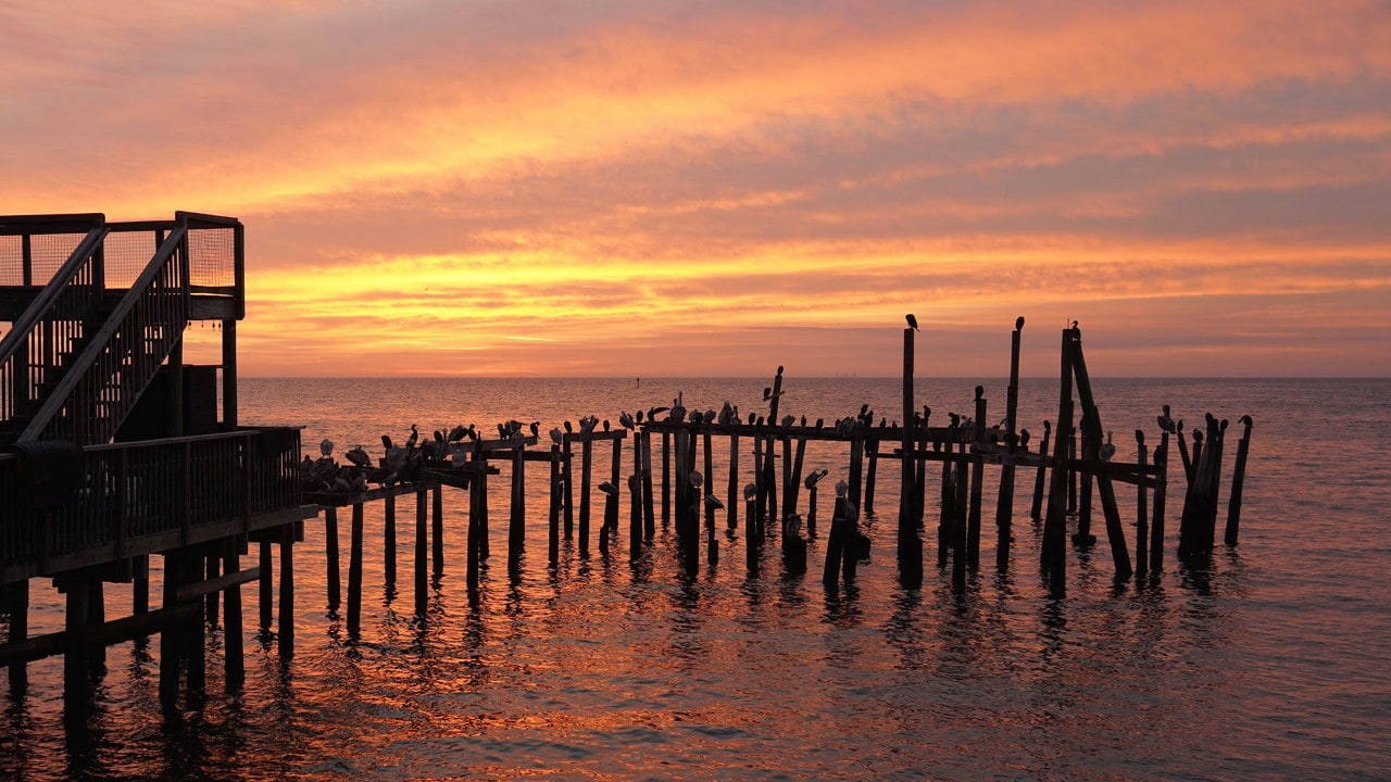 Brown pelicans rest on pylons as the sun rises in Cedar Key.