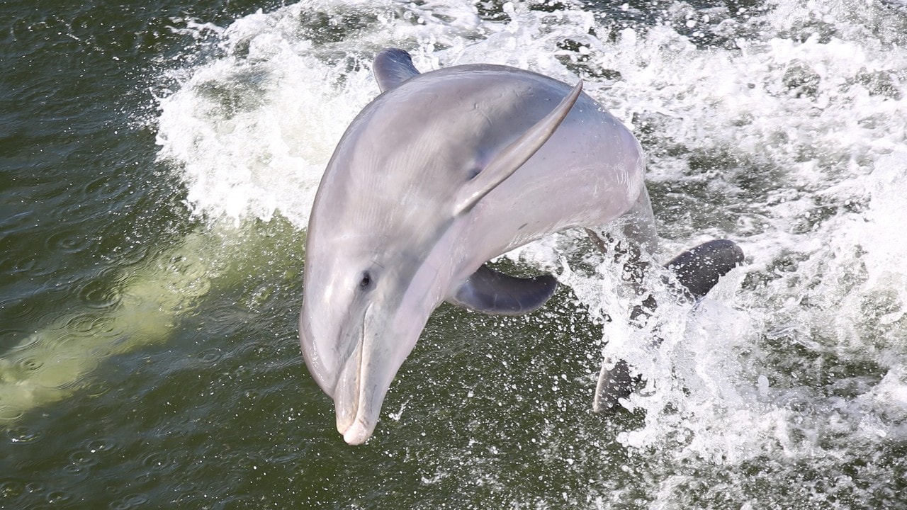 A dolphin jumps in the wake of a boat operated by Captiva Cruises.