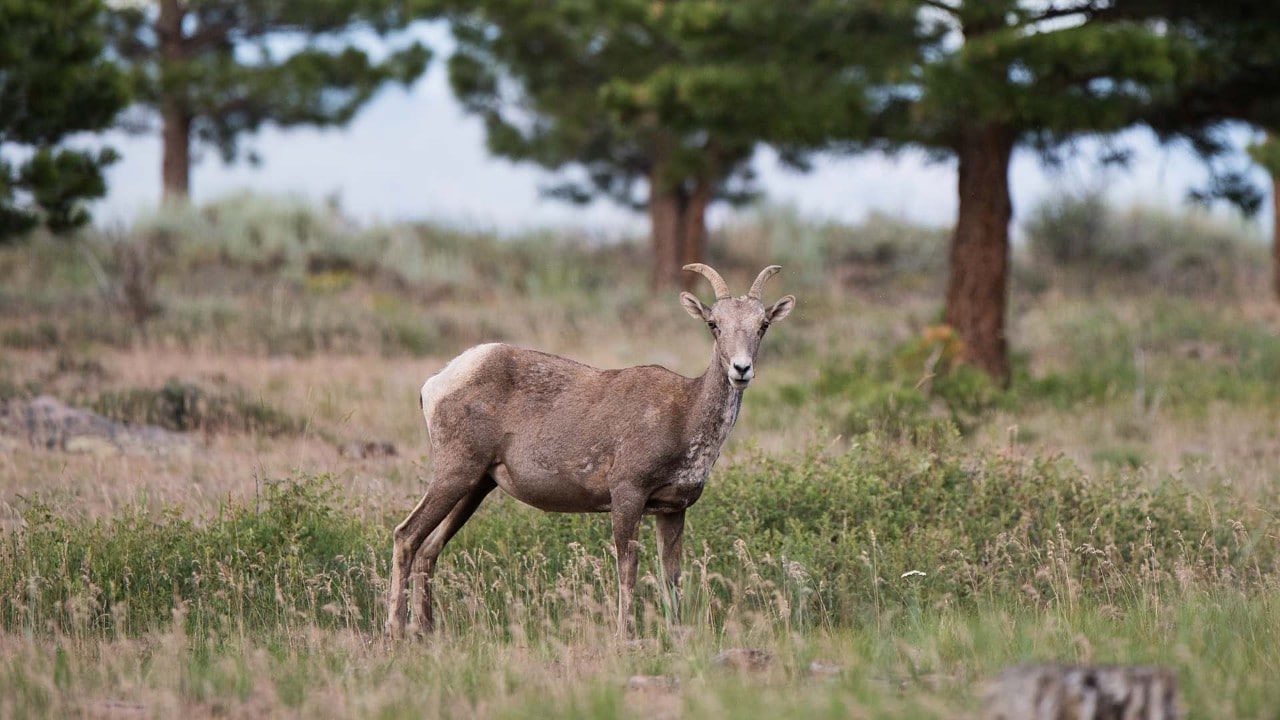 A bighorn sheep near the Flaming Gorge Reservoir