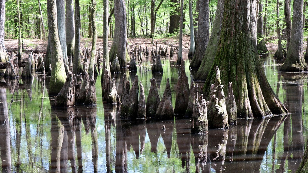 Cypress trees