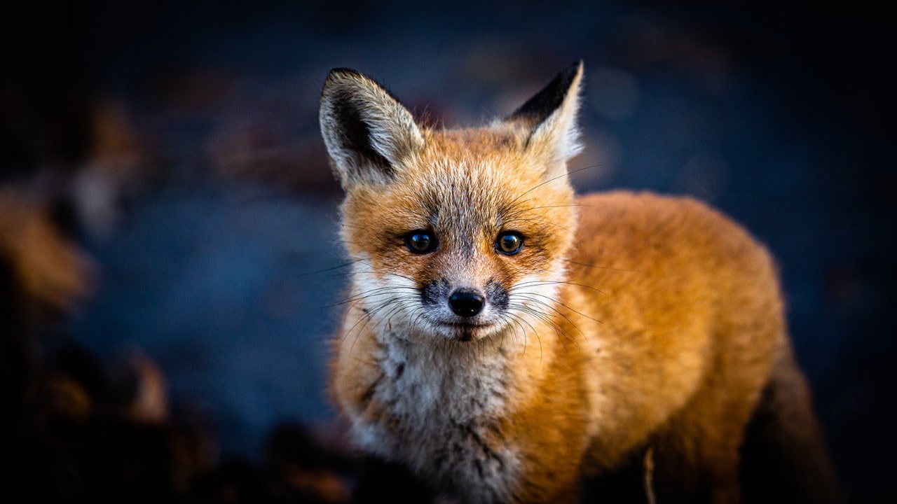 A red fox on the Great Marsh Trail