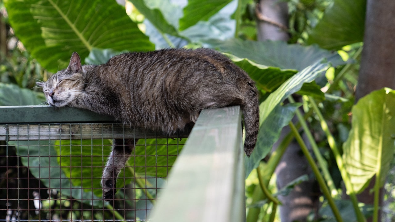 Six-toed cat at Ernest Hemingway's home