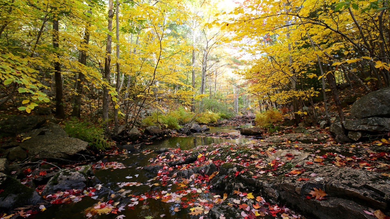 Acadia National Park. Photo by Charles Williams