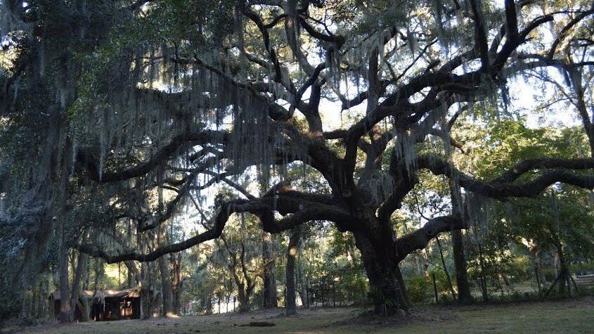 Spanish moss