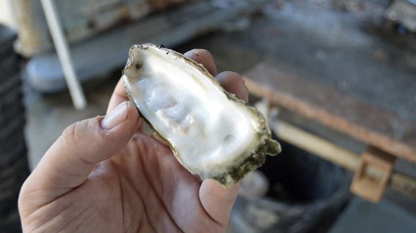 Oysters