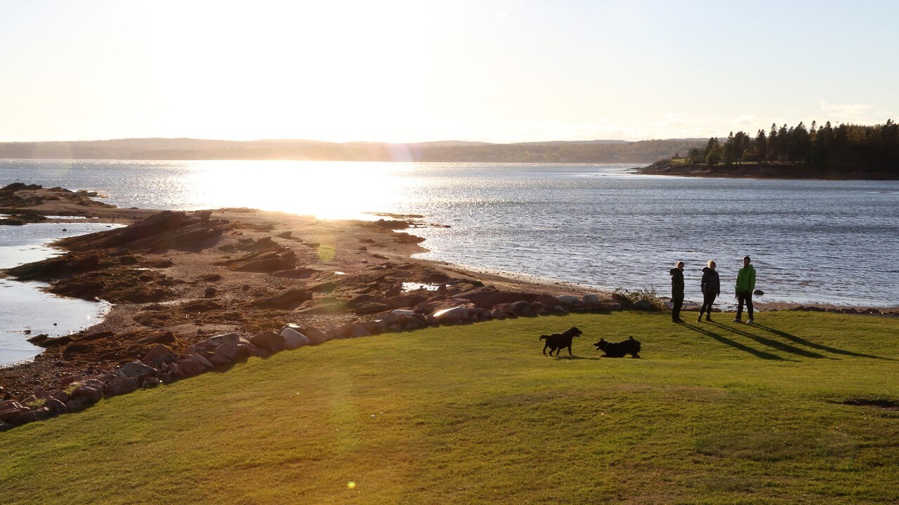 Dogs play in Centennial Park in St. Andrews, New Brunswick.