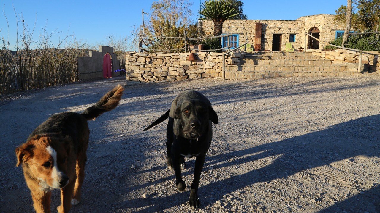 Roaming dogs in Terlingua, Texas