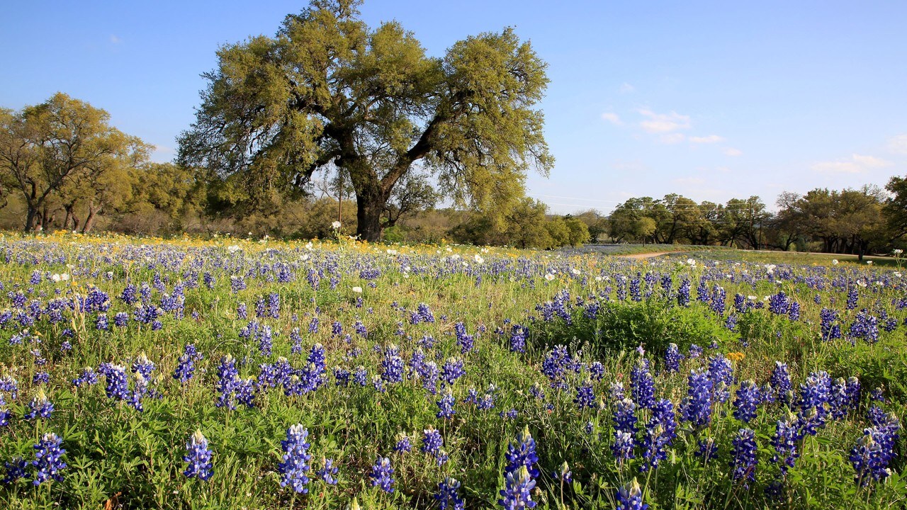 A field of bluebonnets