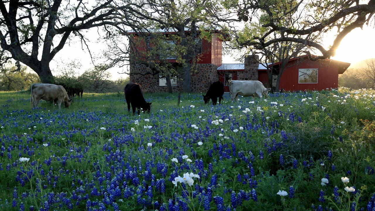 Cows graze near bluebonnets