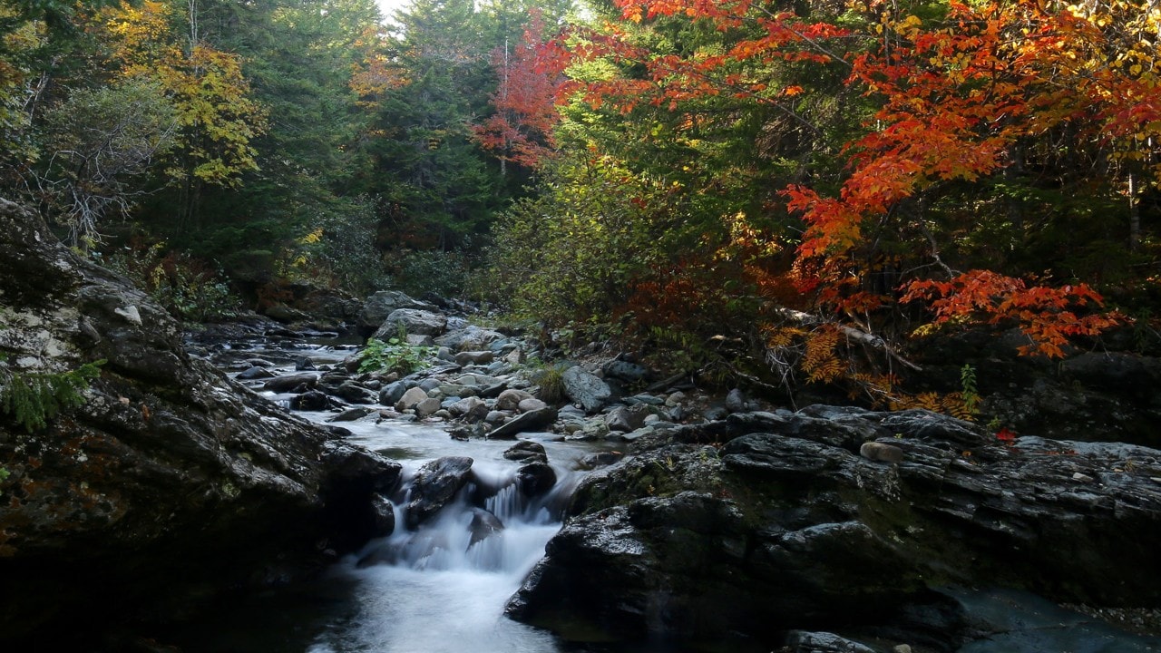 Stream in Fundy National Park.