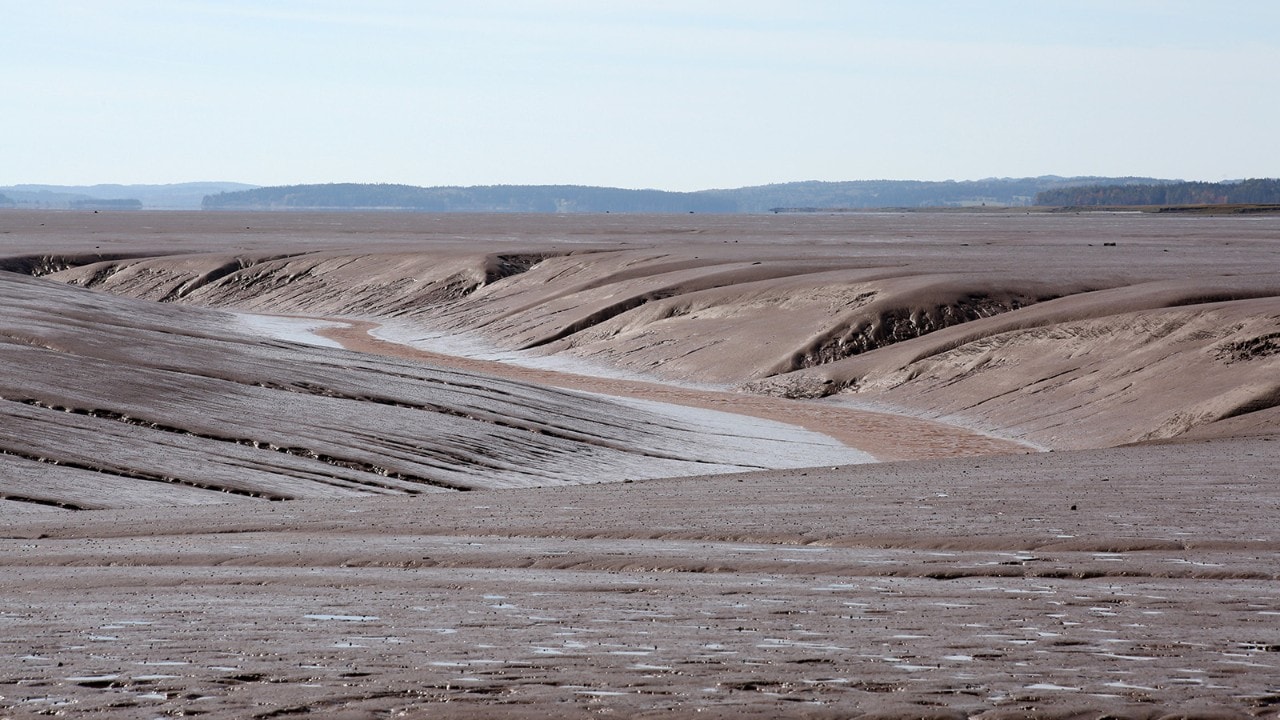 Mud flats at low tide.