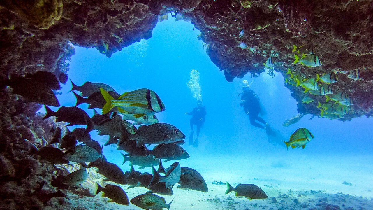 Fish hide among rocks off the coast of Playa del Carmen.