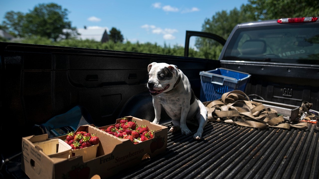 Peter Elderkin's dog Theo at Elderkin's Farm Market & Cider Company in Wolfville, N.S. on Wednesday, June 28, 2017.