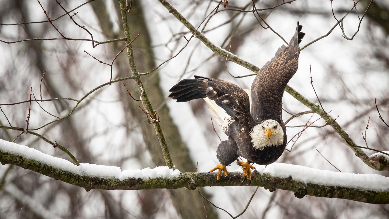 Taking flight