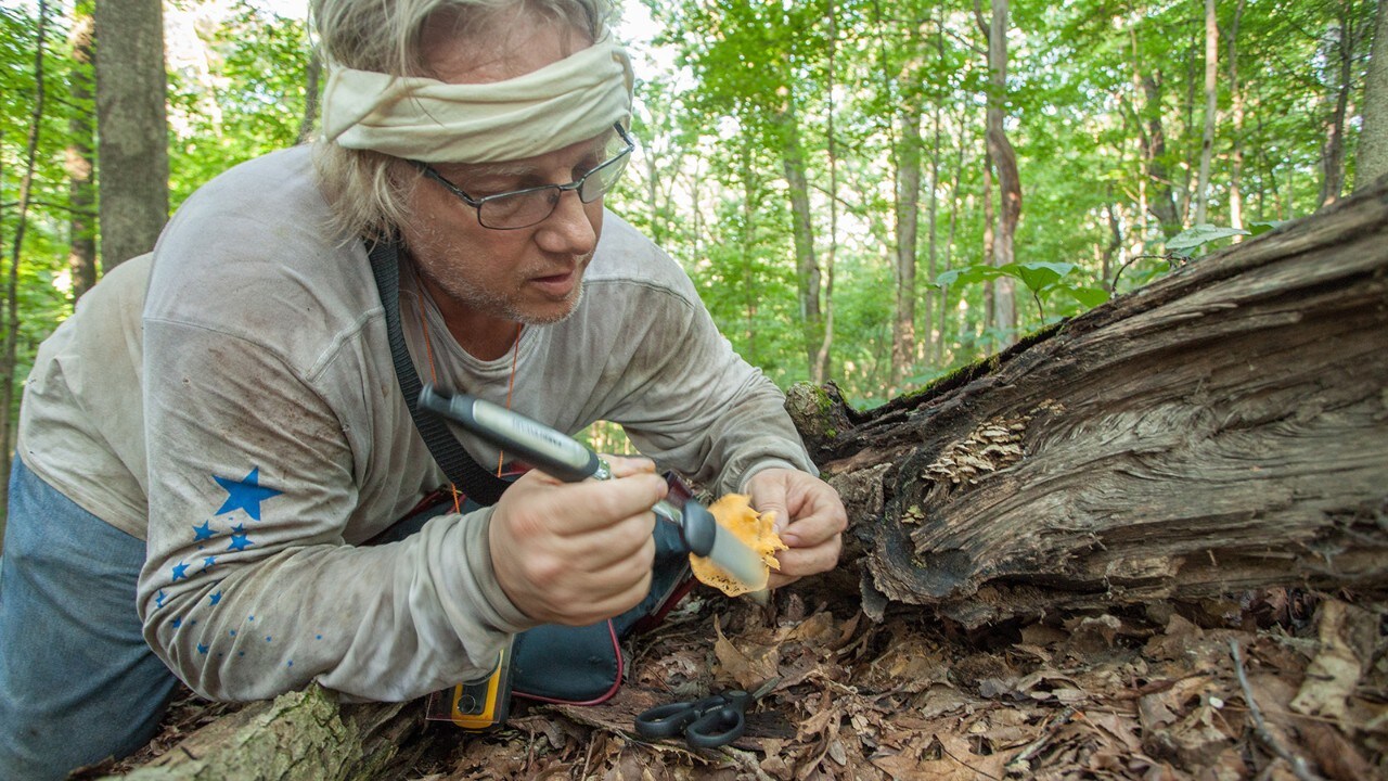 Hazlett’s friend Gordon Sachtjen gently cleans a mushroom with a brush to remove soil.