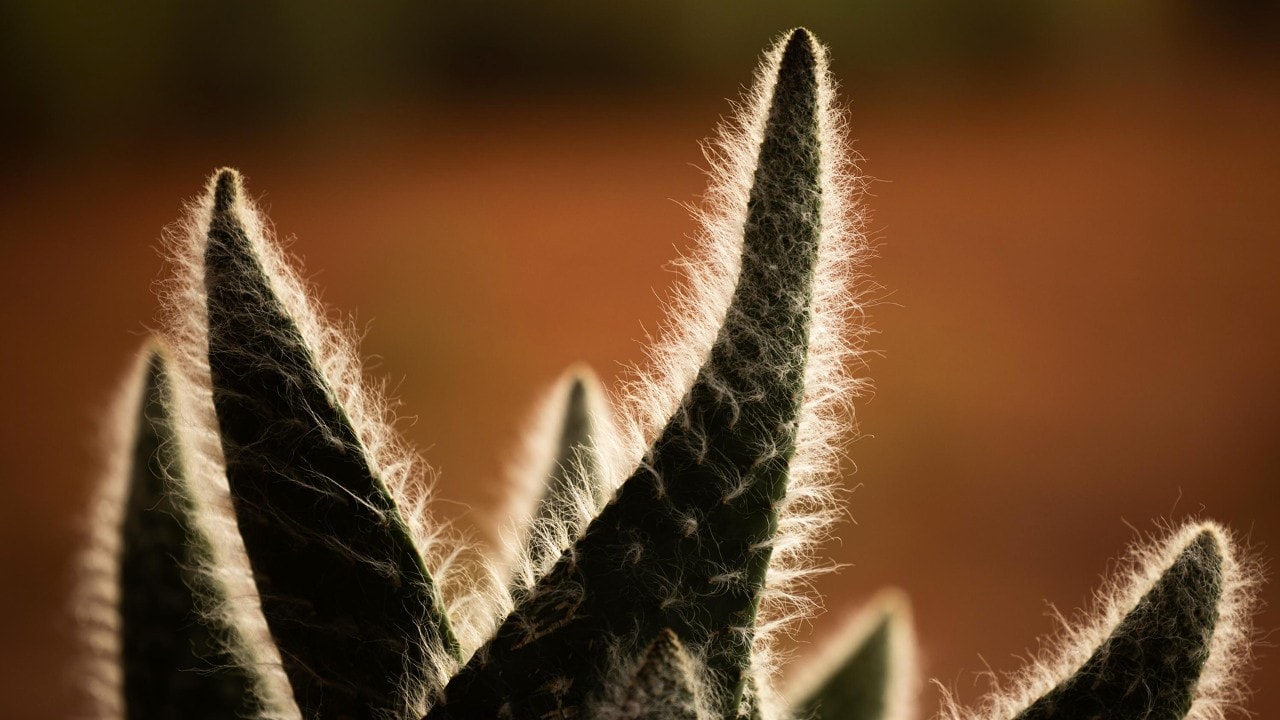 A cactus is backlit by the setting sun.