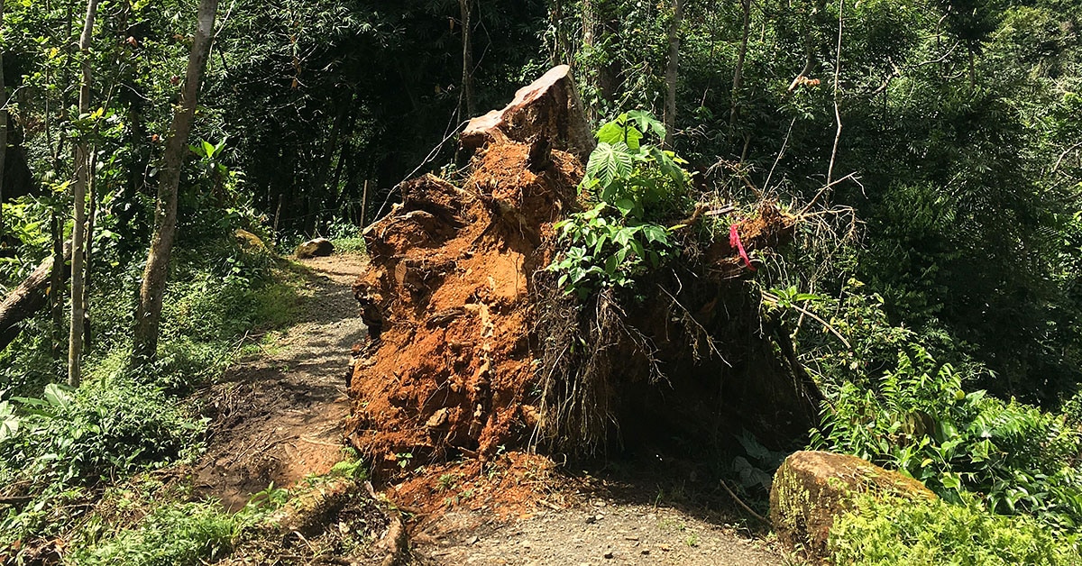 Los deslizamientos de tierra son una de las razones por las que más áreas de El Yunque aún no están abiertas.