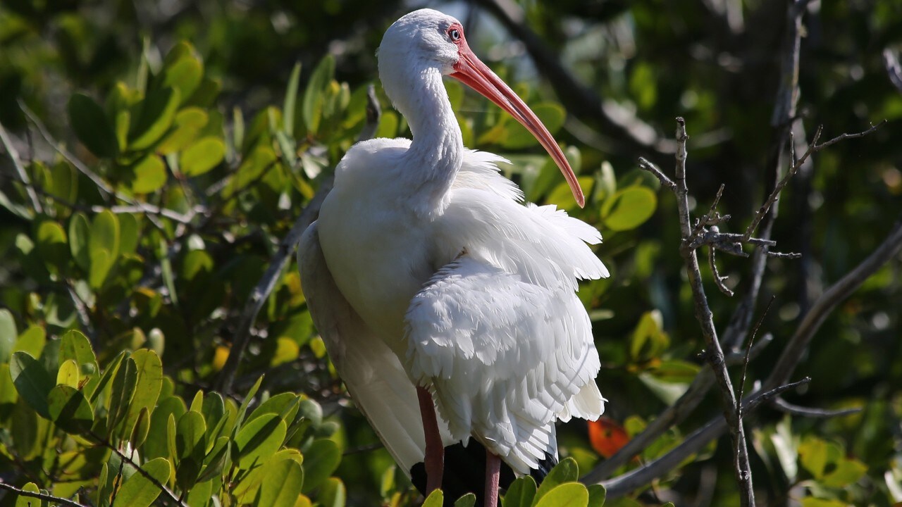 A White Ibis rests in J.N. "Ding" Darling National Wildlife Refuge.