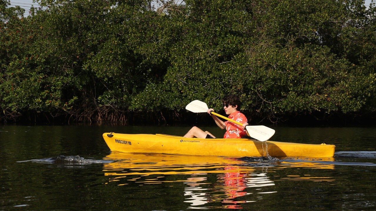 A manatee submerges at Manatee Park in Fort Myers.