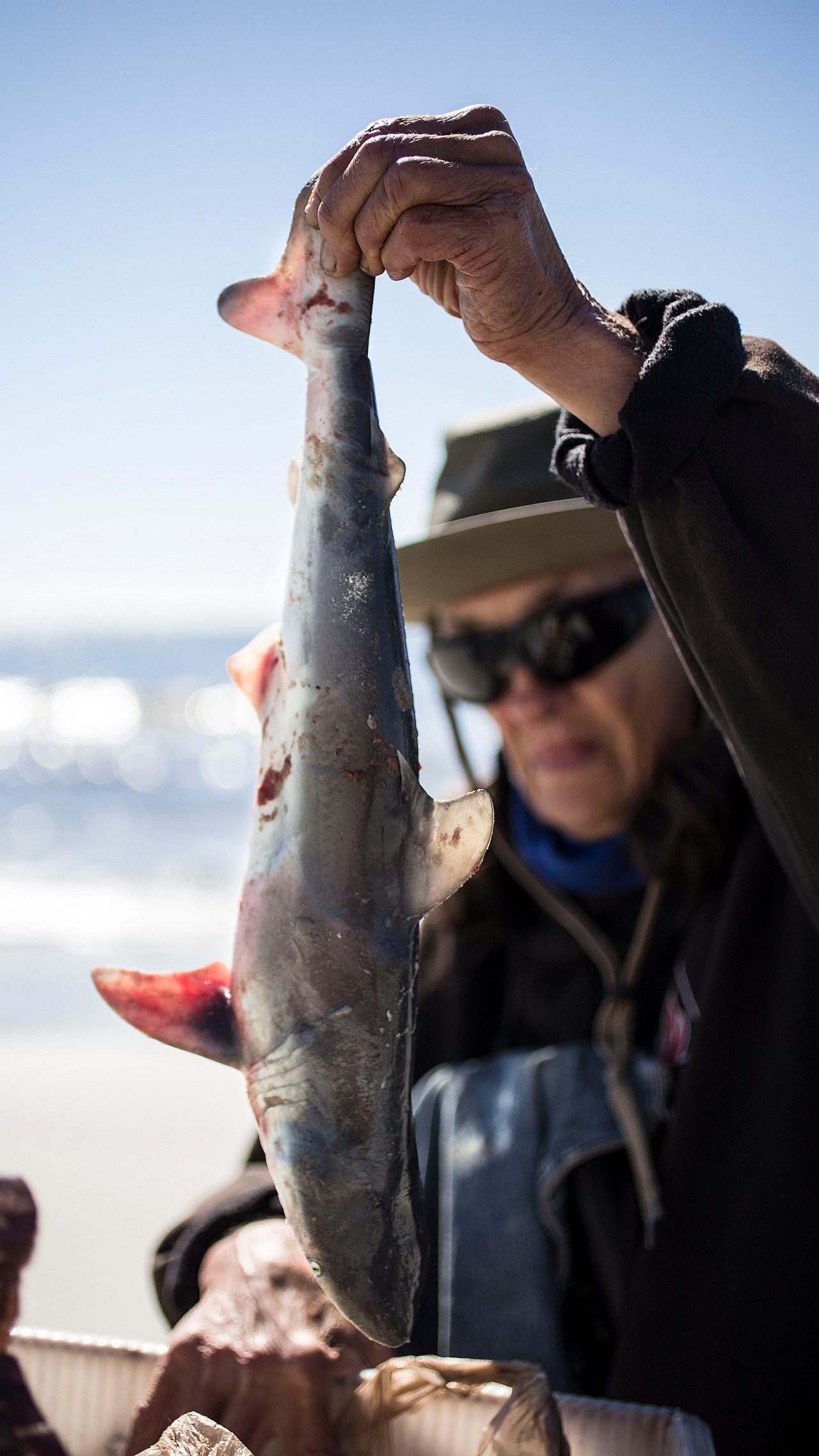 Carol holds a baby shark recently pulled out of a stranded pregnant mother after trying to save her.