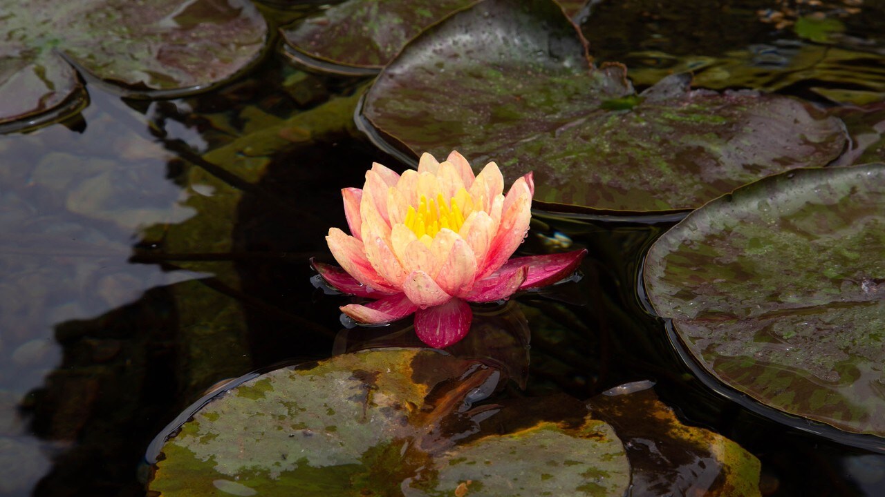 A flower at Old Mission Santa Barbara