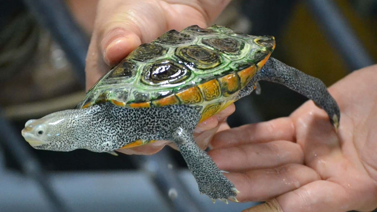 Terrapin at the Phillips Wharf Environmental Center