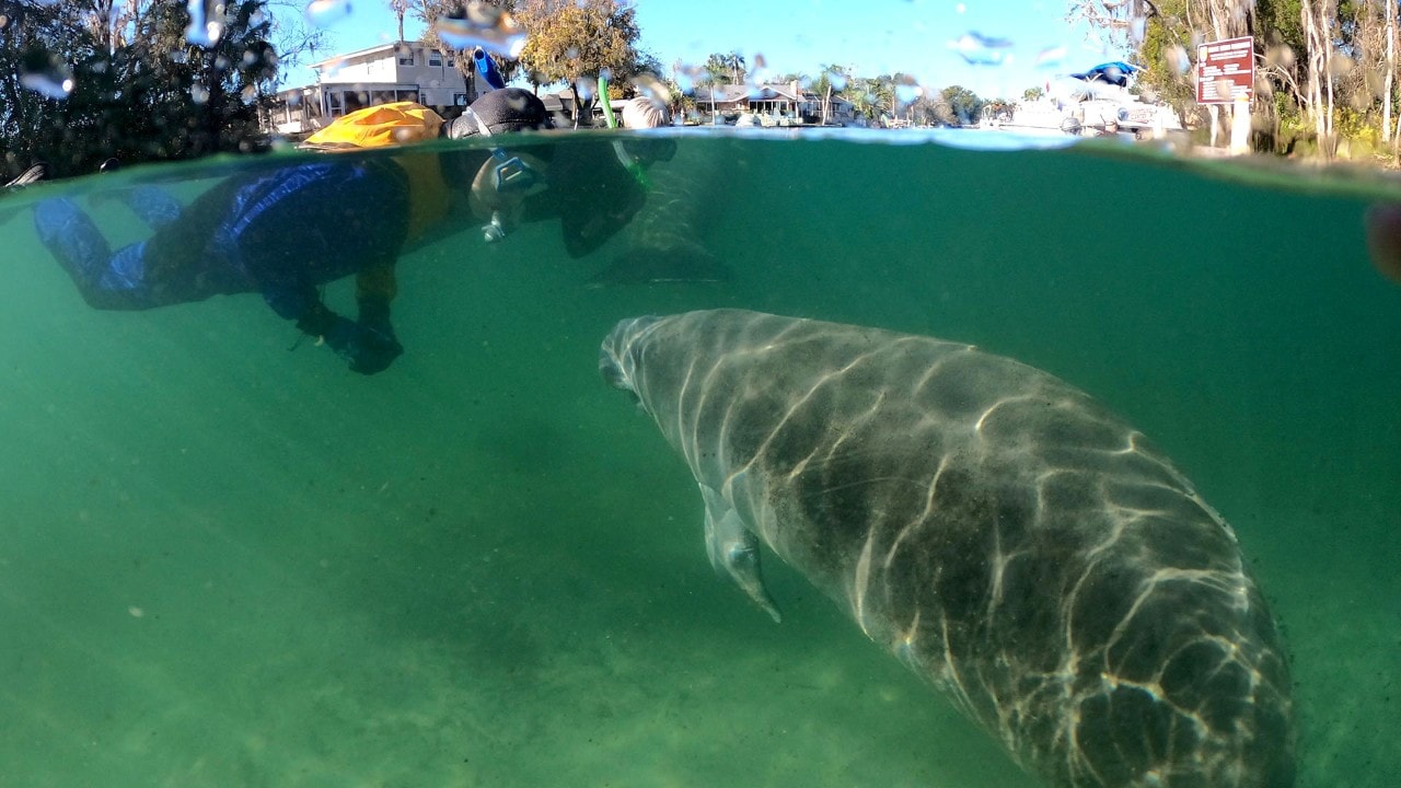 A snorkeler patiently awaits a manatee encounter.