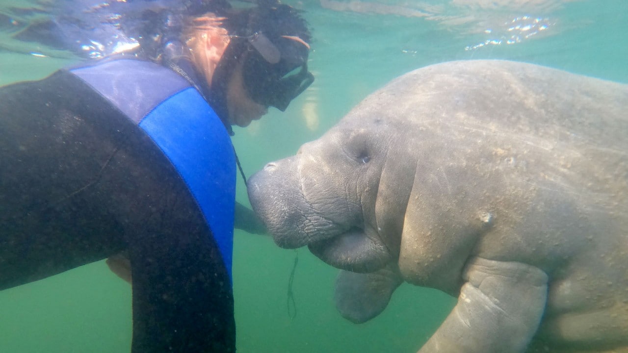 Skylar lets a manatee explore her mask.